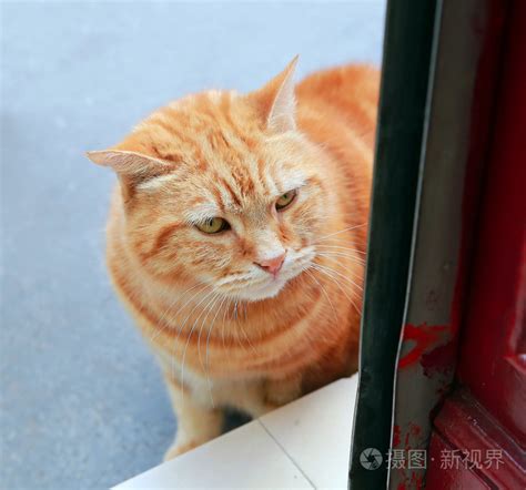 家里突然来猫|来猫是什么兆头,猫来家里好不好